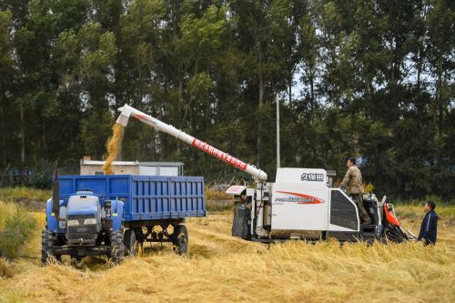 9月22日，内蒙古兴安盟乌兰浩特市义勒力特镇的明武水稻种植专业合作社社员将收获的稻谷装入拖拉机。e.JPG